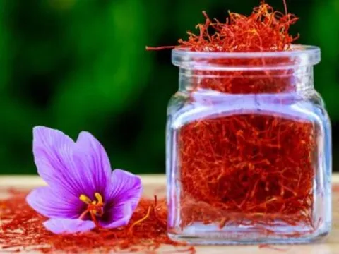 Nó được mệnh danh là 'vàng đỏ', là dược liệu hạnh phúc của giới nhà giàu, giá nửa tỷ đồng/kg vẫn đắt khách, không có mà bán