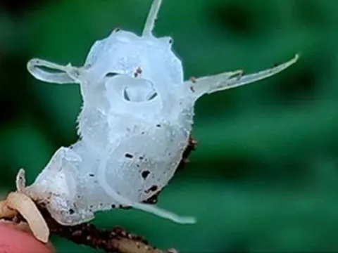 Phát hiện loài thực vật trong suốt độc đáo ở độ cao kỷ lục tại Việt Nam