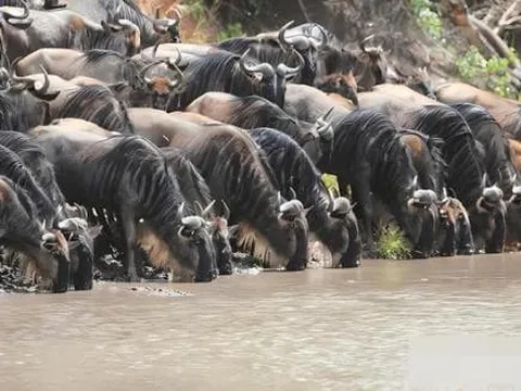 Vì sao con người phải lọc và đun sôi nước để uống, trong khi động vật hoang dã có thể uống trực tiếp mà không bị ảnh hưởng?