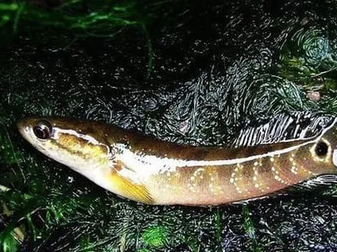 Loài cá nhìn giống cá chạch, được ví như 'nhân sâm dưới nước', ngày xưa chỉ dành riêng cho bậc vua, chúa thưởng thức