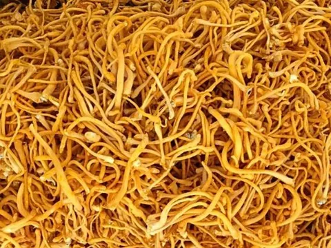 Trồng loại cây 'quý như vàng', ông nông dân nhẹ nhàng thu 10 tỷ đồng/năm