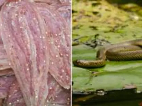 Thứ nghe kinh hãi ít người dám thử nhưng cực ngon và đắt đỏ, nhiều tiền chưa chắc đã được ăn