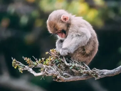 3 con giáp đón vận may nhất vào thứ Tư, ngày 8 tháng 1: Ai sẽ chạm đến đỉnh cao thịnh vượng?