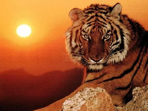 Tử vi tuổi Dần tháng 1/2025: Chuyển hóa thử thách thành động lực bứt phá