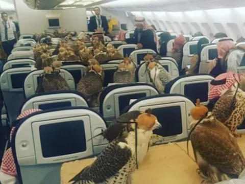 Loài chim 'vip nhất thế giới' có giá đến nửa tỷ đồng: Được cấp hộ chiếu, ngồi khoang thương gia