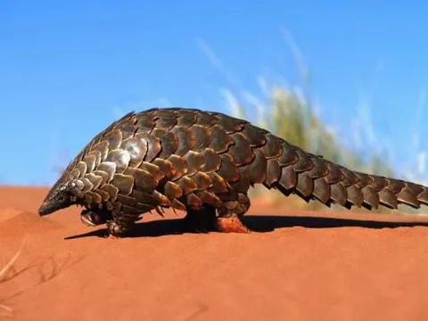 Loại động vật quý hiếm bậc nhất Việt Nam được liệt vào sách đỏ quốc tế: Vảy bị săn lùng ráo riết