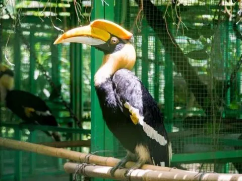 Loài chim quý Việt Nam có mỏ đắt gấp 3 lần ngà voi, giá 150 triệu/kg: Được liệt vào nhóm một sách đỏ