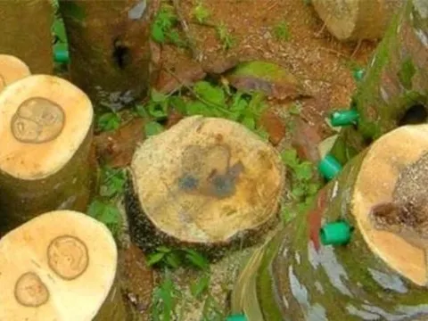 Một địa phương ở Việt Nam sở hữu Bạch Kỳ Nam tốt nhất thế giới, quý hơn kim cương, giá cao ngất 50 tỷ/kg