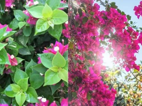 Hoa giấy 'đực' và hoa giấy 'cái' khác nhau như thế nào? Trồng hoa giấy mà không biết điều này bảo sao chỉ tốt lá