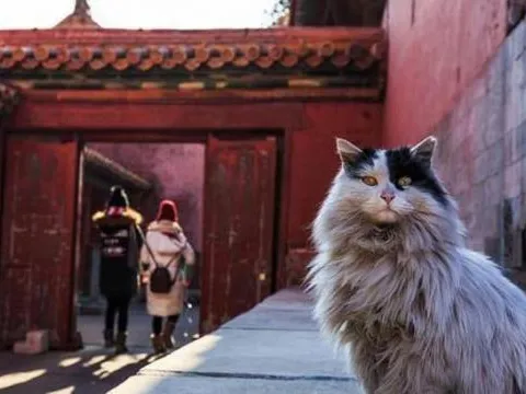 Tử Cấm Thành có một đội quân hơn 200 'ngự miêu' giữ nhiệm vụ đặc biệt, rất ít người biết