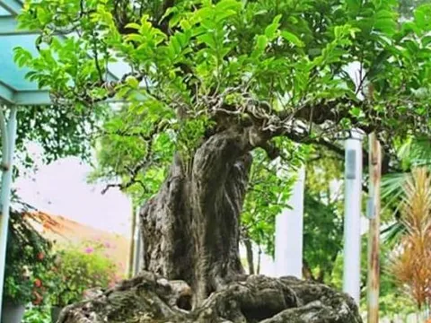 Choáng ngợp trước những bonsai trái cây ‘độc nhất vô nhị’: Thơm ngát vườn nhà, giá trị trên trời, nghe thôi cũng không dám mua