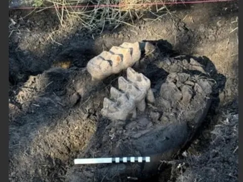 New York: Quái thú hơn 11.000 tuổi tự trồi lên giữa sân nhà