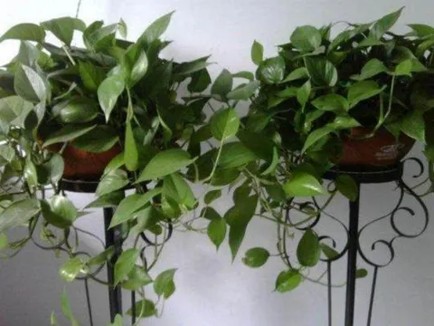 Bí quyết để cây trầu bà mọc lá xanh mướt: Cho cây uống 2 loại “nước” rẻ tiền mà nhà nào cũng có sẵn