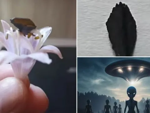 Mảnh vỡ UFO nghi là của người ngoài hành tinh bị đánh cắp: Nhẹ hơn cả cánh hoa, có ánh vàng