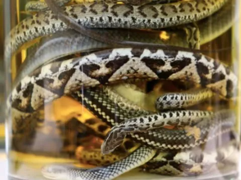 Bí mật ít ai biết về rượu rắn, uống vào có thật sư tốt như lời đồn không?