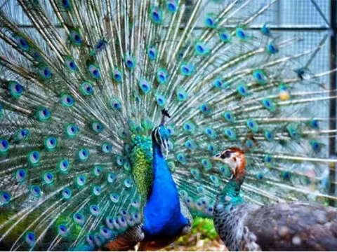 Con đực thường đẹp hơn con cái trong giới động vật, vì sao loài người lại ngược lại?