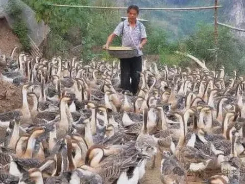 Con ngỗng đẻ một quả trứng mất bao nhiêu ngày? Tại sao ngỗng nuôi nhiều nhưng trứng ngỗng bán lại ít?