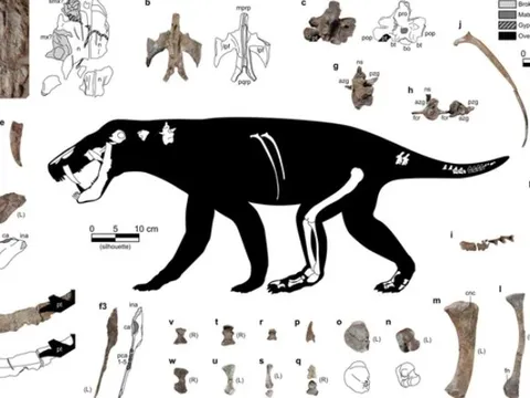 Lộ diện quái vật răng kiếm lâu đời hơn cả khủng long