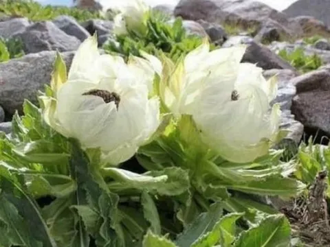 Lợi ích tuyệt vời từ loại cây dân dã ở thôn quê, giá đắt như vàng, đừng bỏ lỡ nếu gặp được