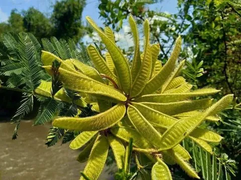 Bí ẩn loài cây kịch độc có trong Sách Đỏ thế giới, ở Việt Nam mọc nhan nhản mà không ai biết