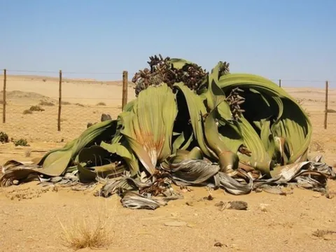Loài cây duy nhất trên thế giới chỉ có 2 chiếc lá: Tuổi thọ nghìn năm, là loài cây biểu tượng của 1 quốc gia