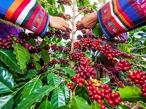 Giá nông sản ngày 10/1/2025: Cà phê và hồ tiêu giảm sâu bất ngờ