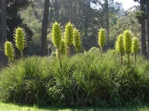 Loài cây ‘ăn thịt cừu’ tự bốc cháy khi nhiệt độ lên tới 40 độ, đàn cừu đến gần đồng nghĩa với cái chết!