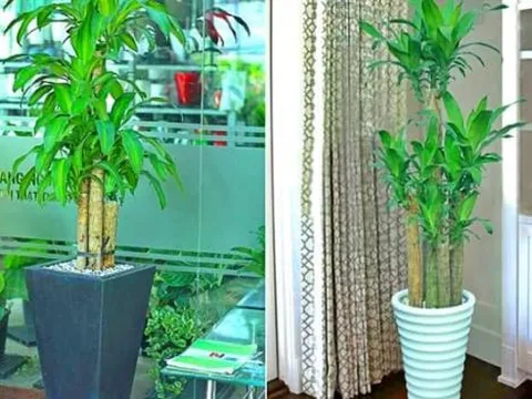 Thiết mộc lan chiêu tài chiêu lộc, may mắn ập đến, đặc biệt hợp với người thuộc 2 mệnh này!