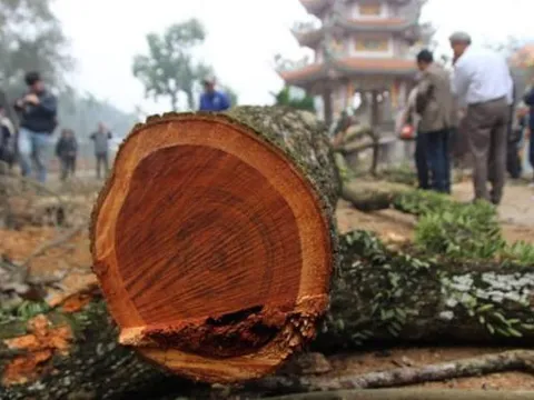Gỗ quý 50 tỷ đồng bị đem làm 'chuồng lợn', nhóm lửa vì không biết giá trị, nhiều người nghĩ lại sẽ thấy tiếc