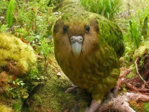 Loài chim ngu ngốc nhất thế giới có thể trèo cây nhưng không thể bay: Nhận nhầm chuột là bạn tình