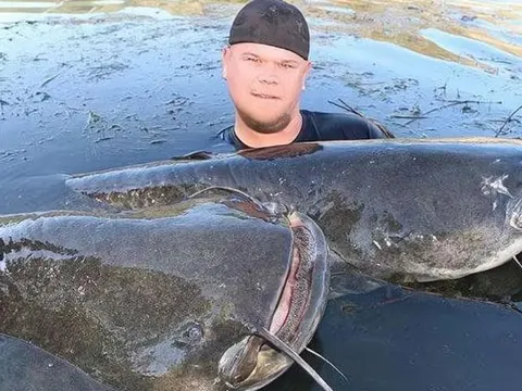 Loài cá trê khổng lồ châu Âu dám ăn bất cứ thứ gì, to như lợn và săn được chim bồ câu?