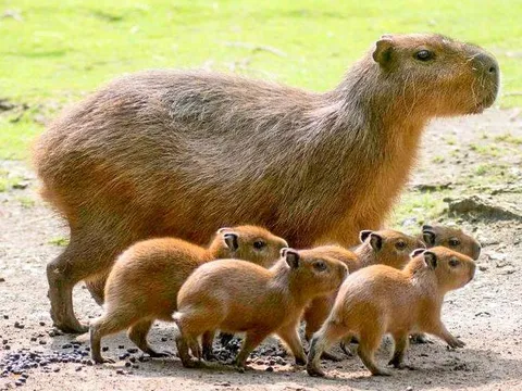 Kỳ lạ loại động vật tự ăn phân của mình: Ngay cả cá sấu cũng thèm thuồng!