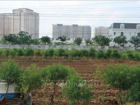 Chống lãng phí đất đai - Bài 1: Bờ xôi ruộng mật bị bỏ hoang