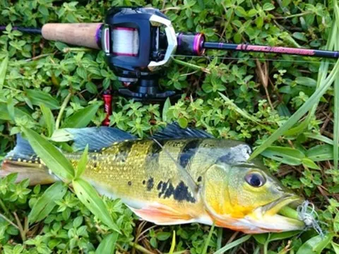 Loài quái ngư ngoại lai từng xuất hiện ở 2 hồ thủy điện của Việt Nam: 'Choáng' khi nghe tên gọi 