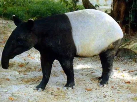 Phát hiện sinh vật bí ẩn trong lăng mộ hoàng đế nhà Hán: Cực quý hiếm, cả thế giới đang cùng bảo vệ