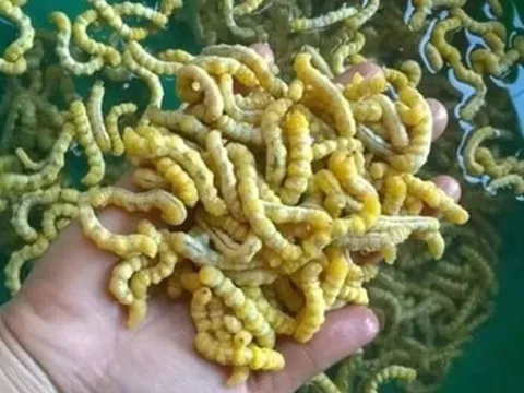 Loài sâu ở Việt Nam bổ gấp 3 lần đông trùng hạ thảo, được ví là 'thần dược phòng the', cực kỳ đắt đỏ