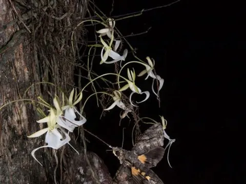 Loài hoa quý hiếm nhất thế giới giá 53 tỷ đồng: Không có lá, chỉ nở hoa ban đêm và rất khó trồng