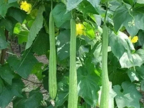 Đừng vứt lá mướp đi, nó được ví như 'nhân sâm của người nghèo' nếu biết những công dụng này