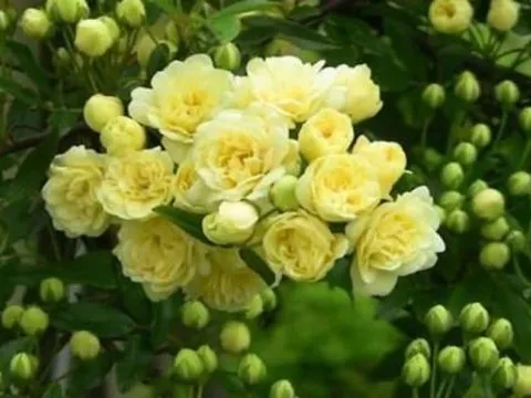 Muốn nhà thơm phức, phúc khí tràn về? Trồng ngay loài hoa 'thơm bậc nhất thế giới' này