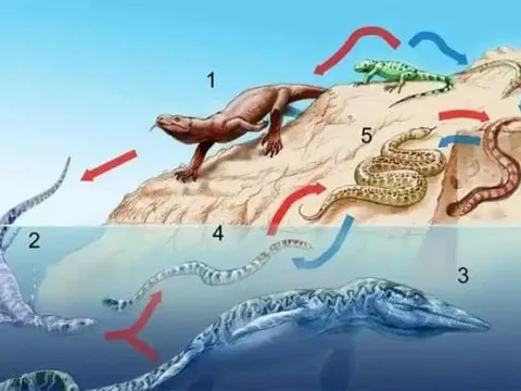 Tổ tiên loài rắn đã mất đôi chân như thế nào sau 26 lần tiến hóa?