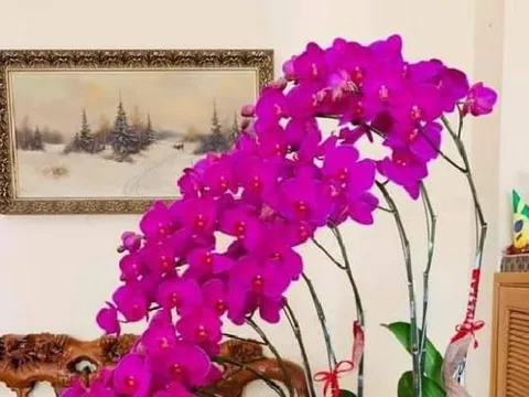 7 loại hoa cuối năm nhất định phải mua để giải trừ vận đen, kéo tài lộc vào nhà