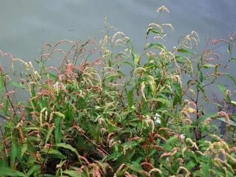 Loại cỏ lạ có vị cay hơn ớt, mọc dại, không cần chăm bón, từng bị người Việt ghét bỏ nay hái bán kiếm bộn tiền