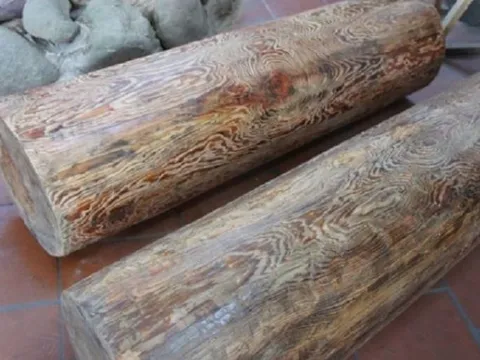 Loài gỗ quý Việt Nam chỉ 3 nước có: Giá 250 triệu/m2, suýt tuyệt chủng vì tin đồn chữa được ung thư