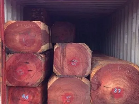 Loại gỗ quý như kim cương, trăm năm mới cao 1 tấc và được coi là ‘kho báu của thiên nhiên'