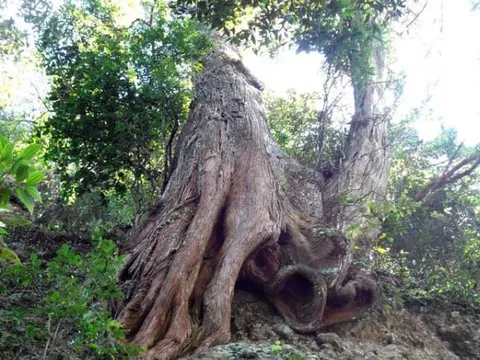 Loại gỗ quý hiếm top đầu Việt Nam nằm trong sách đỏ, thuộc nhóm 1 nguy cấp: Mùi thơm độc nhất vô nhị