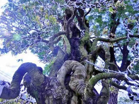 Cặp khế dáng 'quân tử' 300 tuổi: Hàng hiếm, từng được bán với giá 15 tỷ, nhìn thôi chứ không dám mua