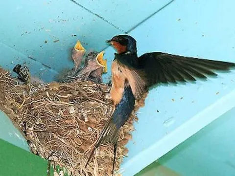 Cận Tết có 6 điềm báo này thì năm mới gia chủ phát tài