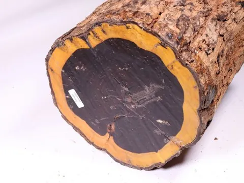 Loại gỗ có màu đen đắt đỏ nhất thế giới đang bị ‘đe dọa’: Giá hơn 2 tỷ 1 tấm, có khả năng chống cháy