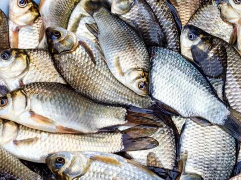 'Thịt lợn không mua thịt cổ, mua cá không mua cá diếc': Câu chuyện đằng sau lời khuyên của người xưa sẽ khiến bạn phải suy ngẫm