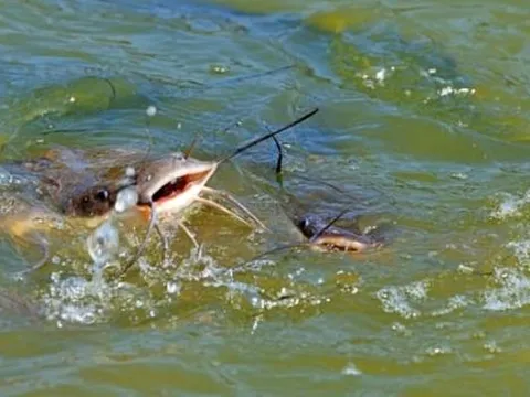 Phát hiện thứ kinh hoàng trong bụng cá trê được bắt dưới ao, ai nhìn cũng bị ám ảnh